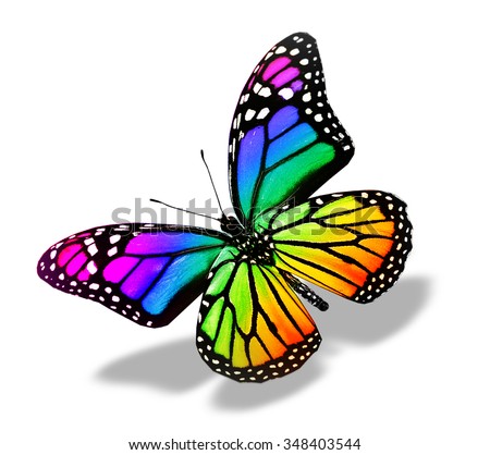 Color Butterfly Isolated On White Stock Photo (Royalty Free) 348403544