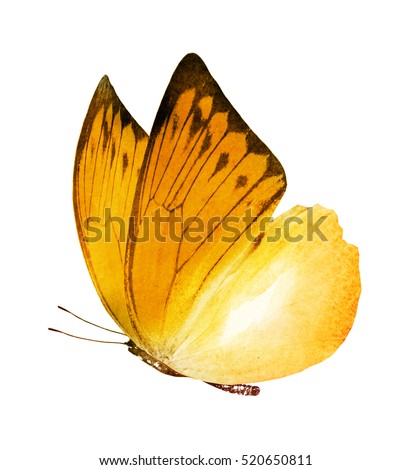 suns07butterfly's Portfolio on Shutterstock