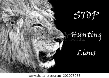 Image result for stop lion poaching signs