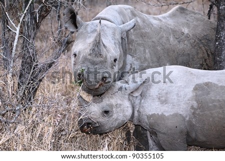 Black rhino Stock Photos, Images, & Pictures | Shutterstock