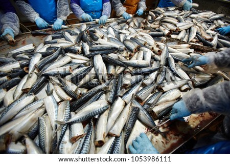 Group of fish factory staff preparing fresh sardines for further processing
