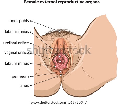 accidentally had sex biology of female orgasm
