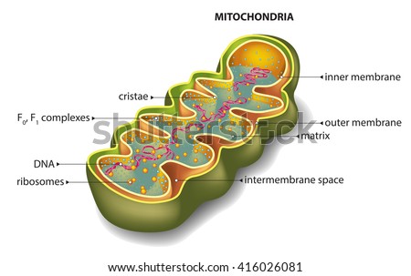 Section of mitochondria