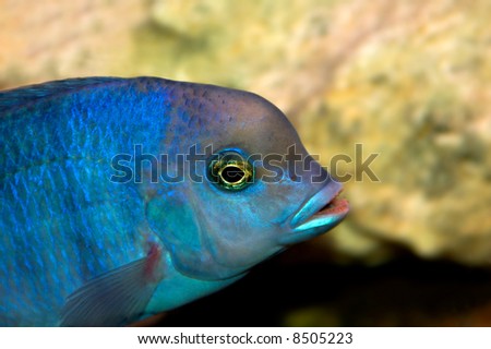 Malawi blue cichlid Stock Photos, Malawi blue cichlid Stock Photography ...