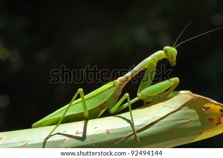 Praying Mantis Stock Images, Royalty-Free Images & Vectors | Shutterstock