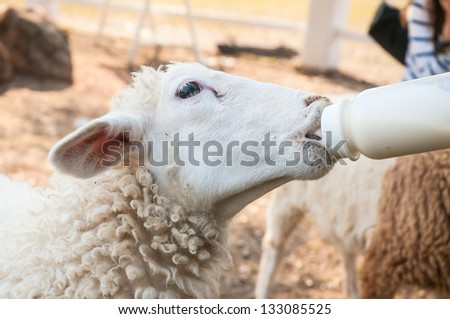 Sheep Feeding Lambs Stock Photos, Images, & Pictures | Shutterstock