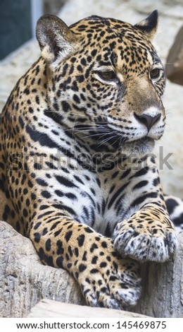 Stock Images similar to ID 145469872 - large leopard jaguar hybrid...