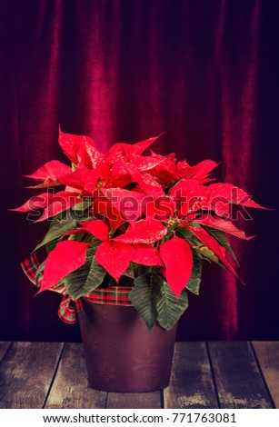 Red Poinsettia Euphorbia Pulcherrima Christmas Star Decorated With Snow In A Red Poinsettia Euphorbia Pulcherrima Christmas Star Decorated With Snow In A