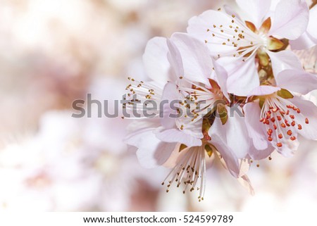 Peach blossom