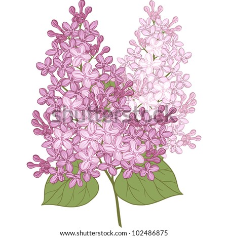 Lilac Tree Stock Photos, Images, & Pictures | Shutterstock