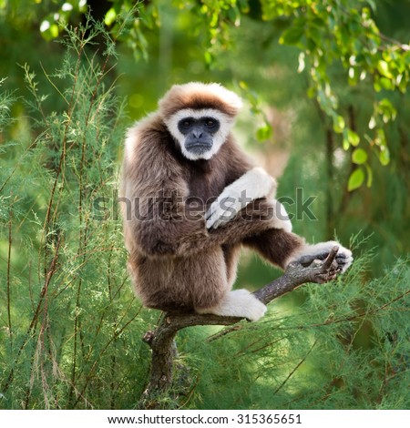 Gibbon Stock Photos, Royalty-Free Images & Vectors - Shutterstock