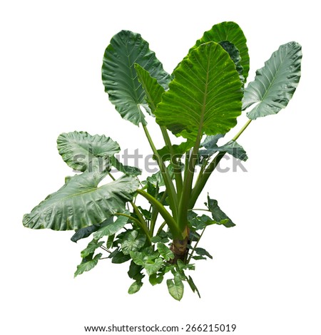 Taro Plant Stock Images, Royalty-Free Images & Vectors | Shutterstock