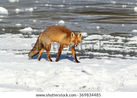 Grey Fox Distress Download Music Grey Fox Distress Download Music