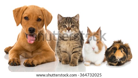 Pet Stock Images, Royalty-Free Images & Vectors | Shutterstock