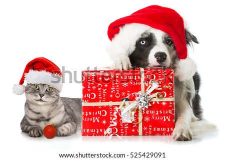 Christmas Cat Dog Stock Photo (Edit Now) 525429091 - Shutterstock