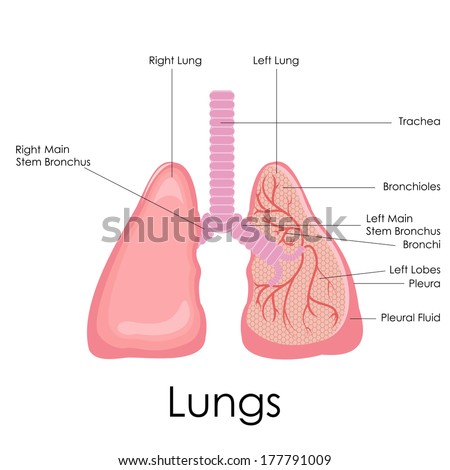 Lung Pleura Pleural Cavity Anatomy Stock Illustration 114066376 ...