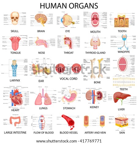 vector illustration of complete chart of different human organs
