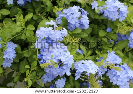 Blue plumbago shrub in beautiful summer bloom with its delicate single ...