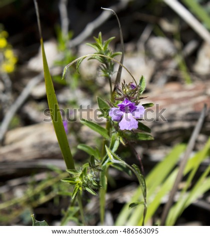 Lamiaceae Stock Images Royalty-Free Images Vectors Shutterstock