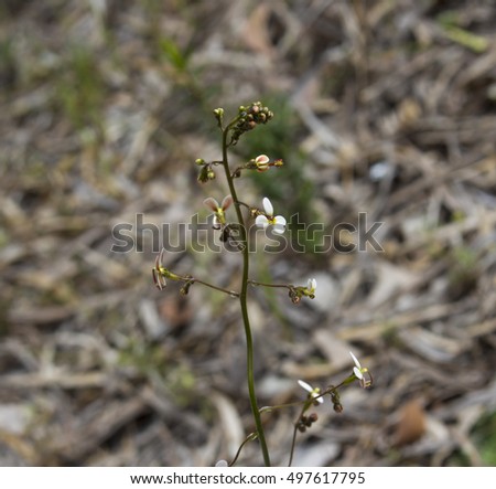 Dicotyledonous Stock Photos Royalty-Free Images Vectors 