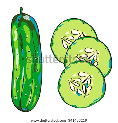 Vector cucumber sketch, hand drawn illustration