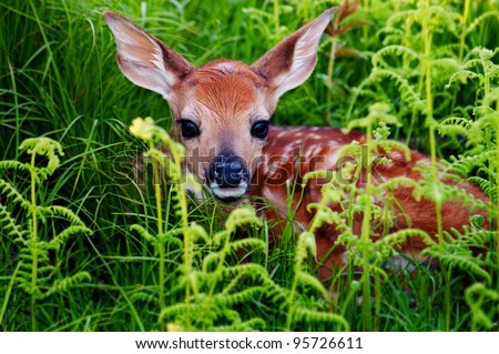 Newborn Whitetail Fawn Resting in Green Fern
