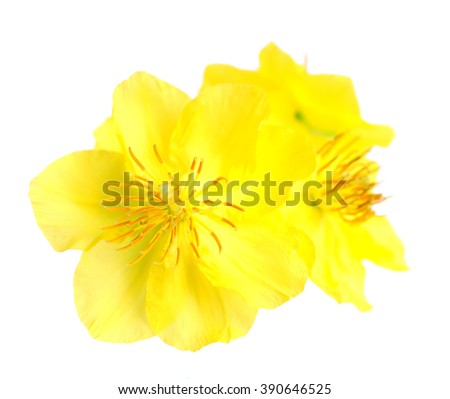 Real ochna integerrima flower for New Lunar Year in Vietnam isolated on white