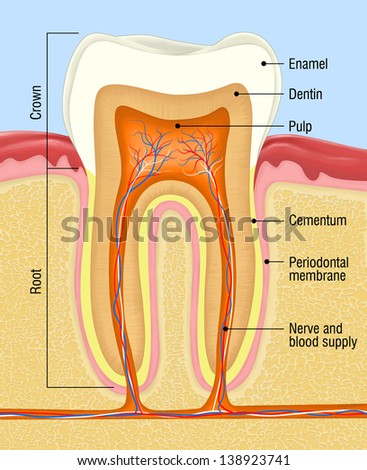 kocakayaali's Portfolio on Shutterstock