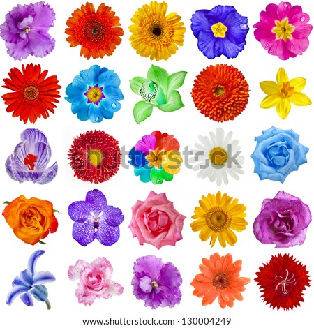 Flower White Background Stock Photos, Images, & Pictures | Shutterstock