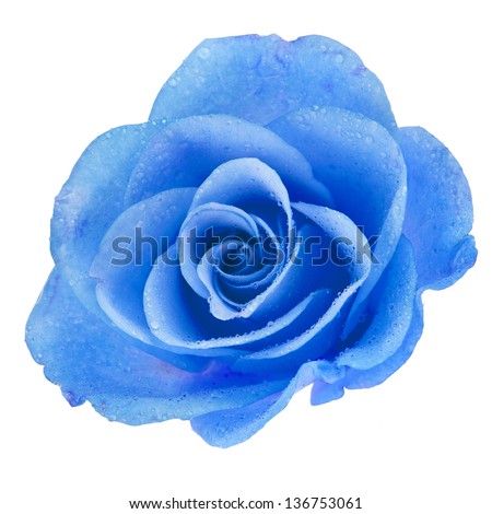 Blue Rose Stock Photos, Images, & Pictures | Shutterstock