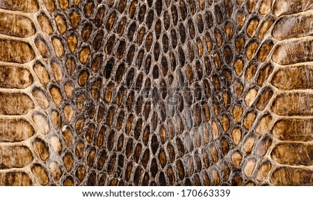 skin closeup stock images royalty free images vectors snake skin texture stock images royalty free images vectors skin closeup stock images royalty free images vectors snake skin texture stock images royalty free images vectors