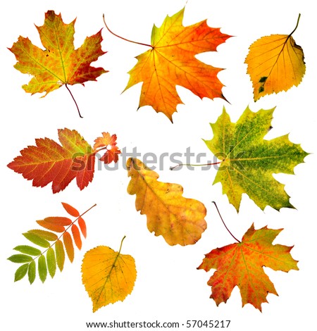 Collection set of beautiful colourful autumn leaves isolated on white background