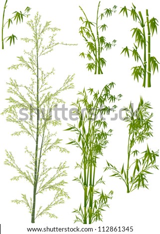 illustration with bamboo collection on white background