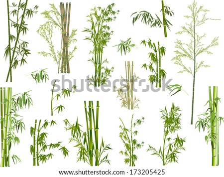 illustration with bamboo collection on white background