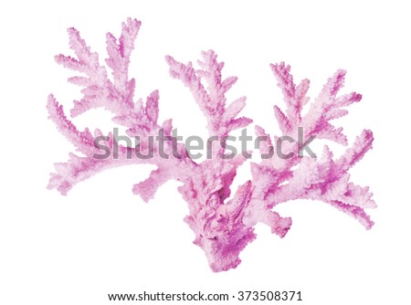 light coral isolated on white background