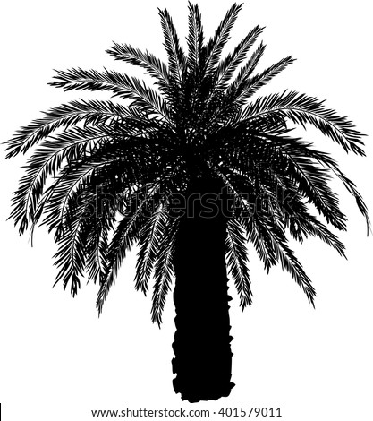 Sago Palm Cycas Revoluta Vintage Illustration Stock Vector 94559059 ...