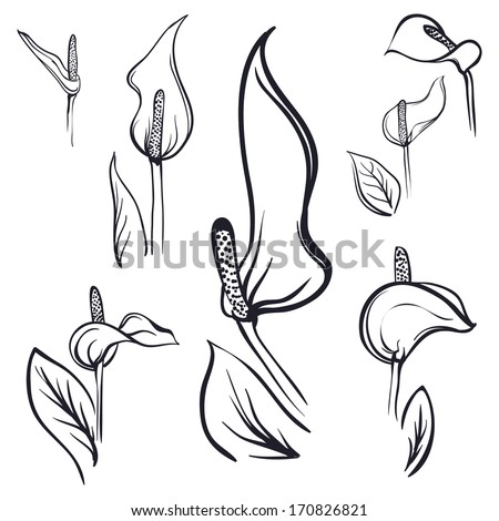 Calla Lily Outline Tender Hand Drawn Stock Vector 170826821 - Shutterstock