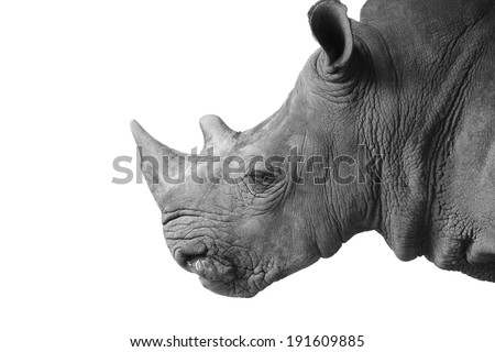 Rhino head Stock Photos, Images, & Pictures | Shutterstock