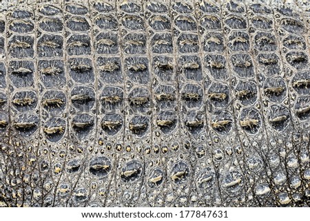 skin closeup stock images royalty free images vectors alligator skin stock images royalty free images vectors skin closeup stock images royalty free images vectors alligator skin stock images royalty free images vectors