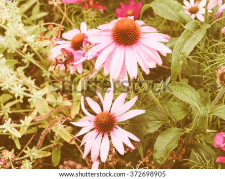 Plantae Stock Photos Royalty-Free Images Vectors