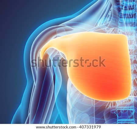 Pectoralis Major Muscle Stock Images, Royalty-Free Images & Vectors
