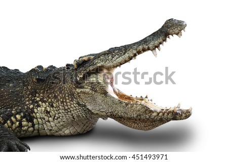 Crocodile Mouth Stock Images, Royalty-Free Images 