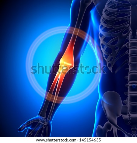 Elbow Anatomy Stock Images, Royalty-Free Images & Vectors | Shutterstock