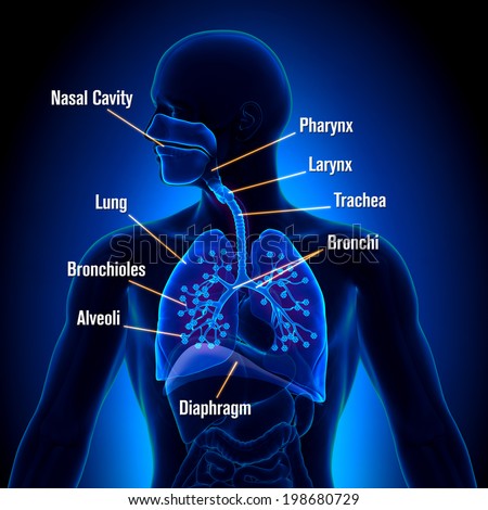 Respiratory System Stock Images, Royalty-Free Images & Vectors