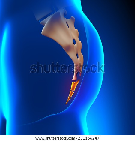 Coccyx Bone Anatomy Stock Illustration 251166247 - Shutterstock