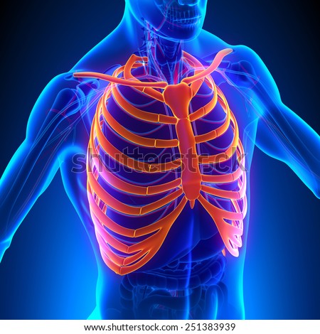 Rib Cage Stock Photos, Images, & Pictures | Shutterstock