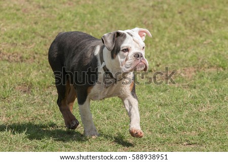 English Bulldog Stock Images, Royalty-Free Images & Vectors | Shutterstock