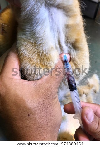 Procedure Take Blood Jugular Vein Feline Stock Photo 574380454