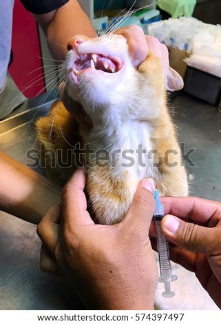 Procedure Take Blood Jugular Vein Feline Stock Photo 574397497