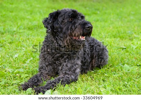 Black Russian Terrier Brt Stalins Dog Stock Photo ...